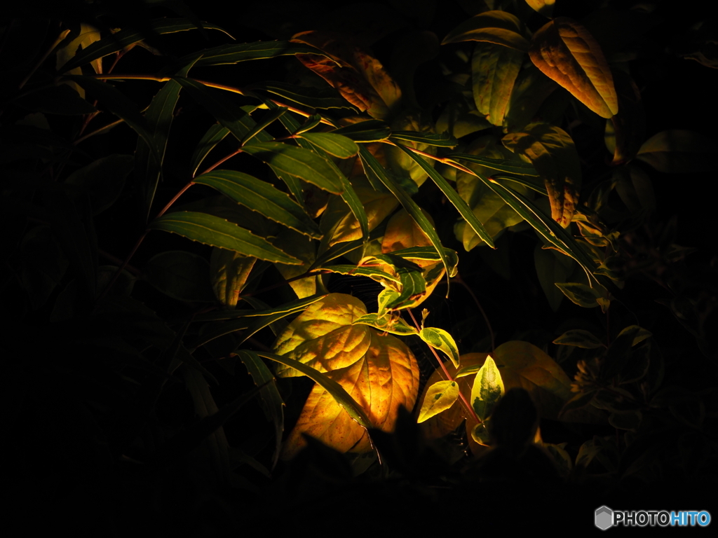夜の麗華
