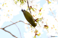 石神井川の桜にきていました