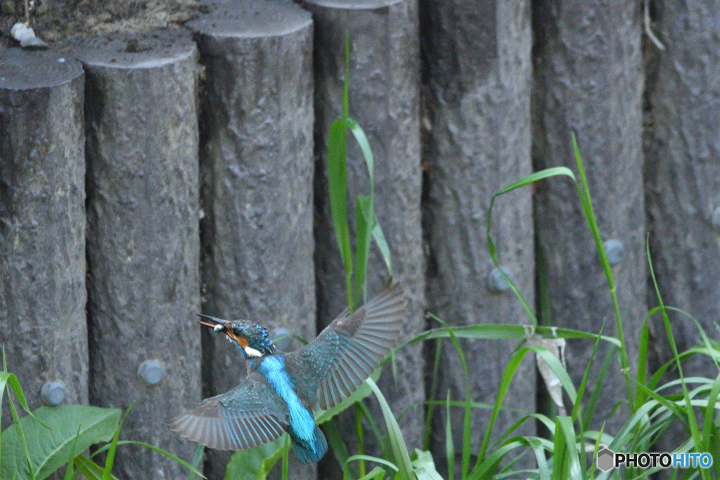 身近な鳥たち 23