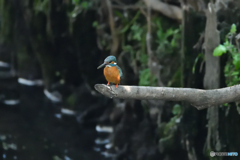 身近な鳥たち 15