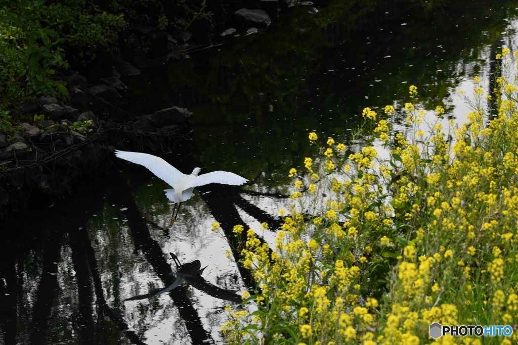 身近な鳥たち 9