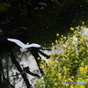 身近な鳥たち 9