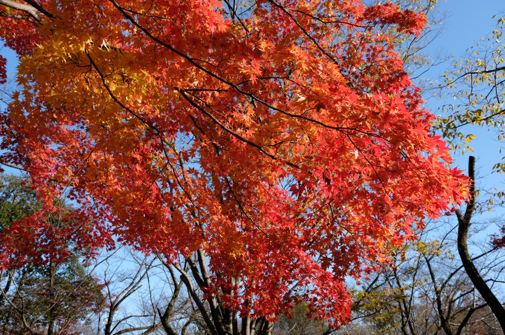 鮮やかな紅葉＠所沢航空記念公園