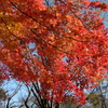 鮮やかな紅葉＠所沢航空記念公園