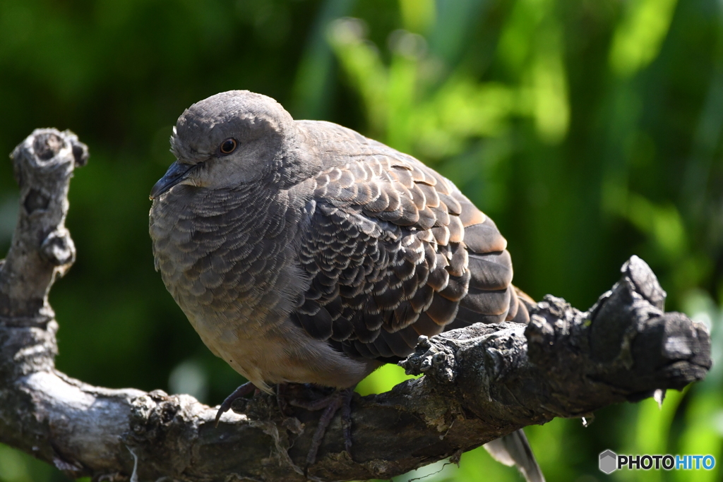 身近な鳥たち 11