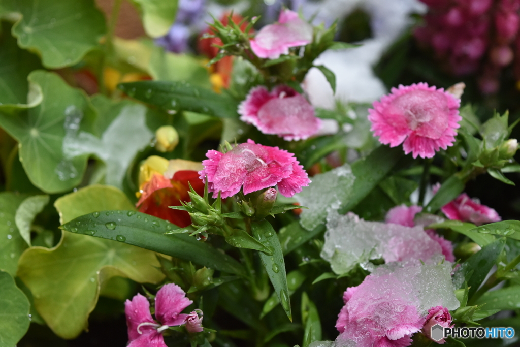 予想外の降雪　４