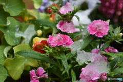 予想外の降雪　４