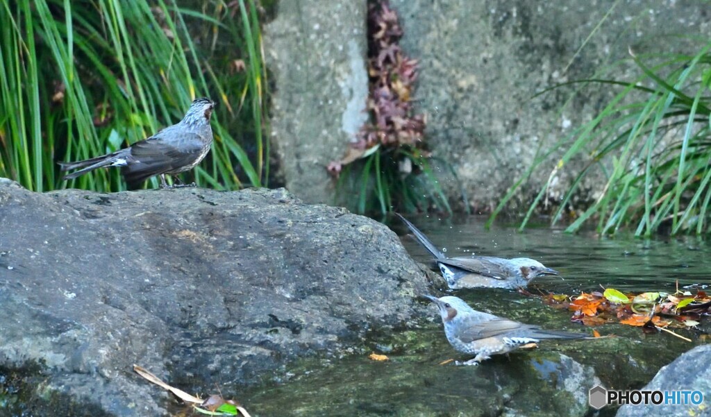 鳥たちの水場