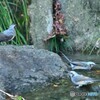 鳥たちの水場