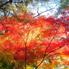 里にも紅葉＠国営武蔵丘陵森林公園 赤く映える