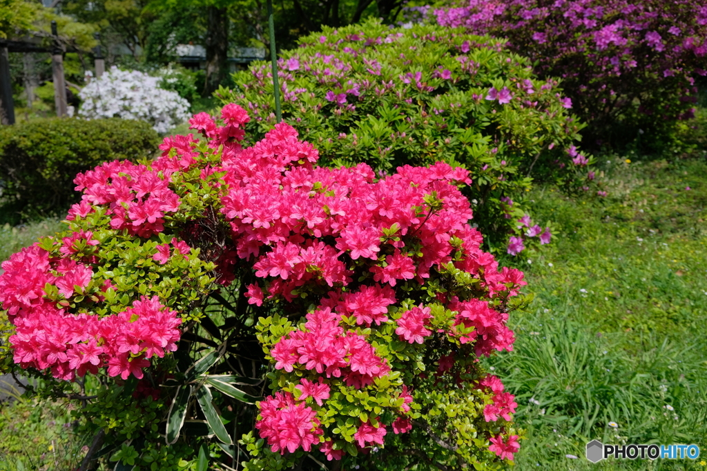 花の季節はツツジへと２