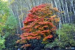 紅葉
