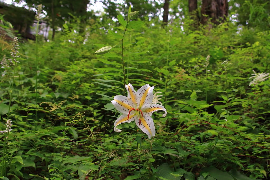 高尾山の山ユリ