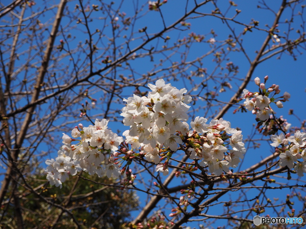 ３月１９日の日比谷公園の桜です３