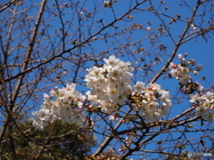 ３月１９日の日比谷公園の桜です３