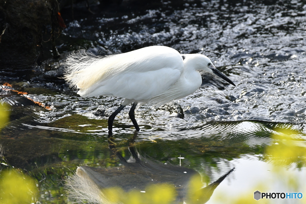 身近な鳥たち 8