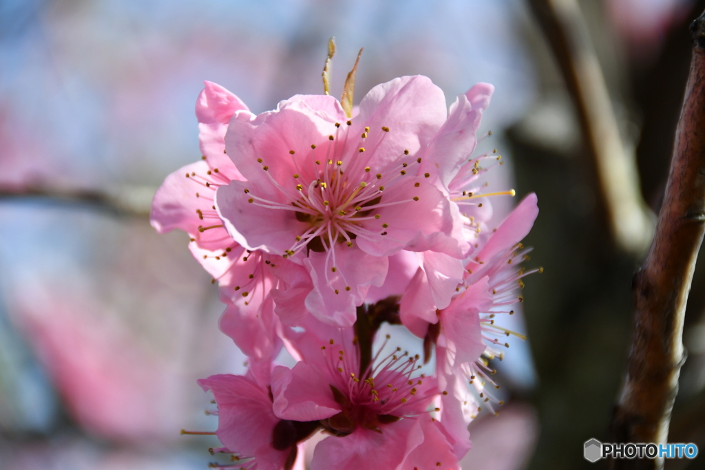 石神井川の桜