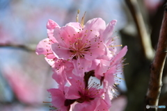 石神井川の桜