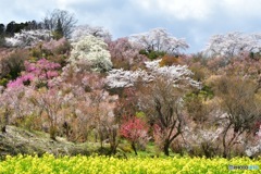 福島 花見山公園4