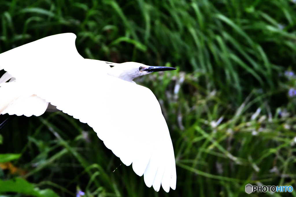 身近な鳥たち 27