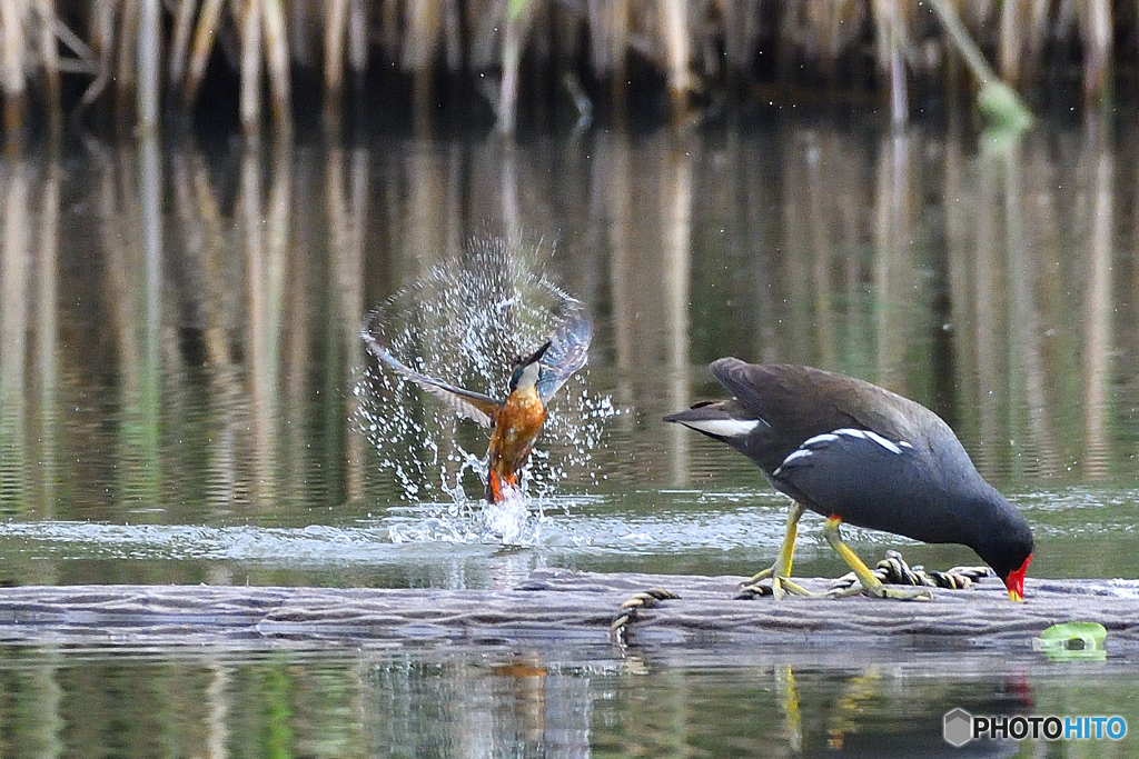 身近な鳥たち 29 カワセミ 6