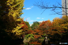 日比谷公園の紅葉です。