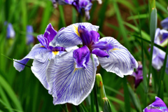 明治神宮外苑の花菖蒲田 2