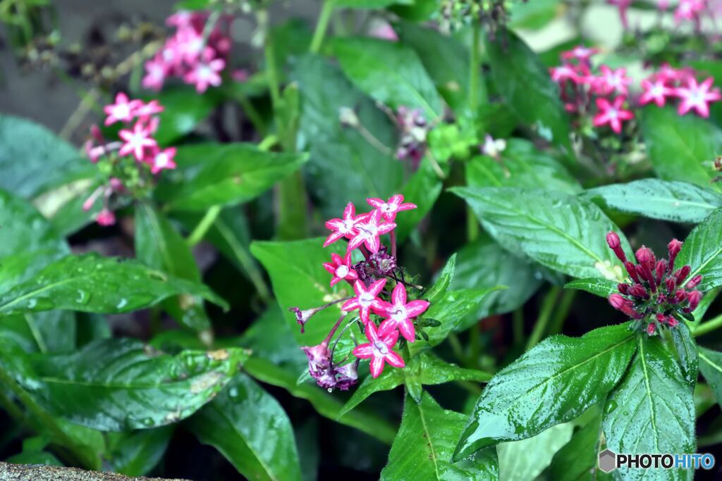 小さな花達 信州でも初雪の季節 まだ頑張れます