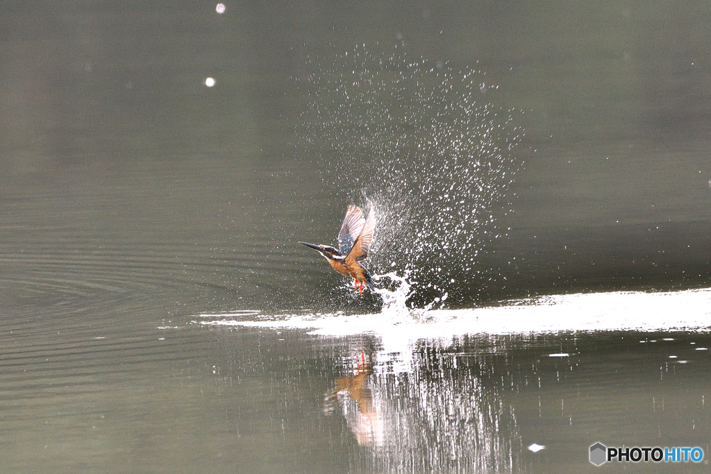 身近な鳥たち 31 カワセミ 04