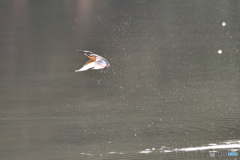 身近な鳥たち 31 カワセミ 06