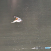 身近な鳥たち 31 カワセミ 06