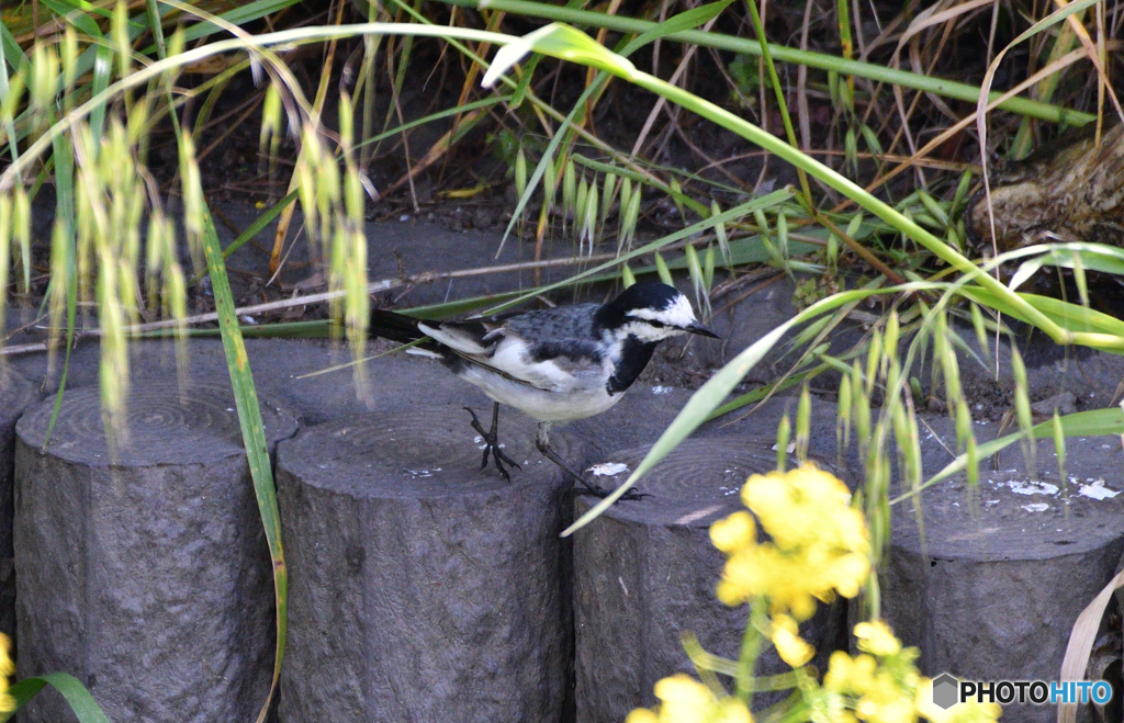 身近な鳥たち 10