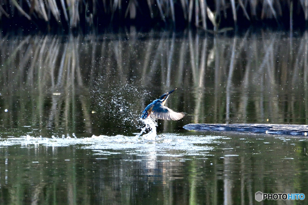 身近な鳥たち 34 カワセミ 1