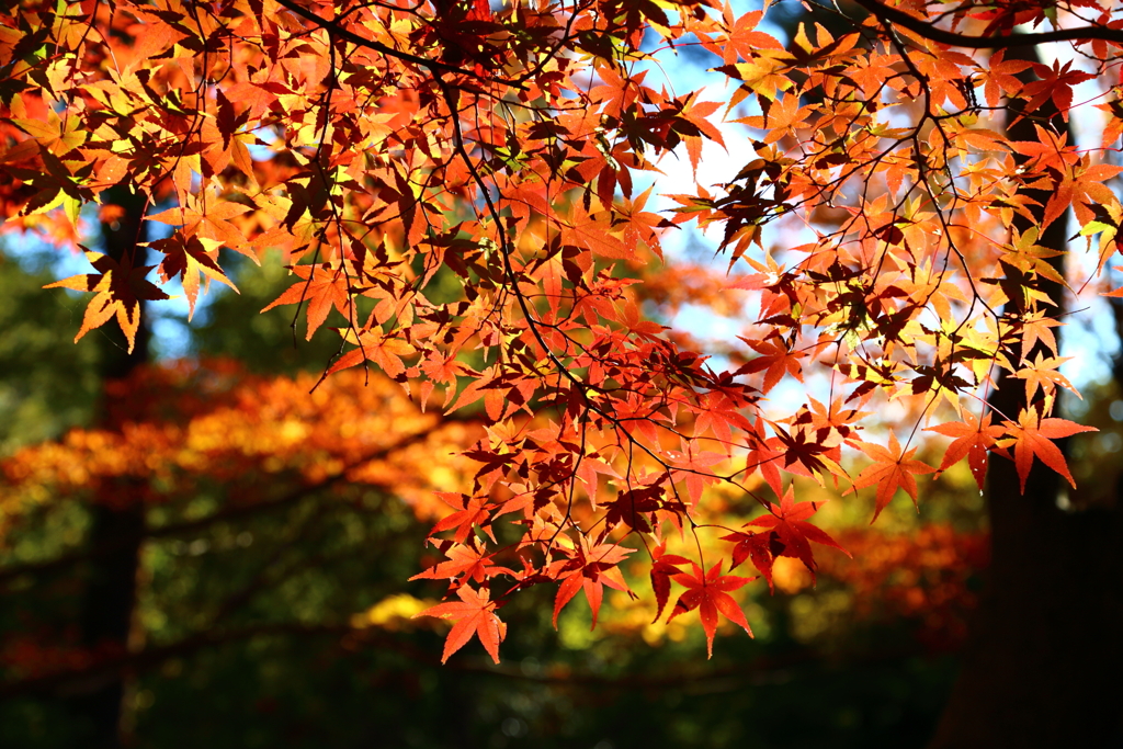 里にも紅葉＠国営武蔵丘陵森林公園 もみじ