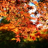 里にも紅葉＠国営武蔵丘陵森林公園 もみじ