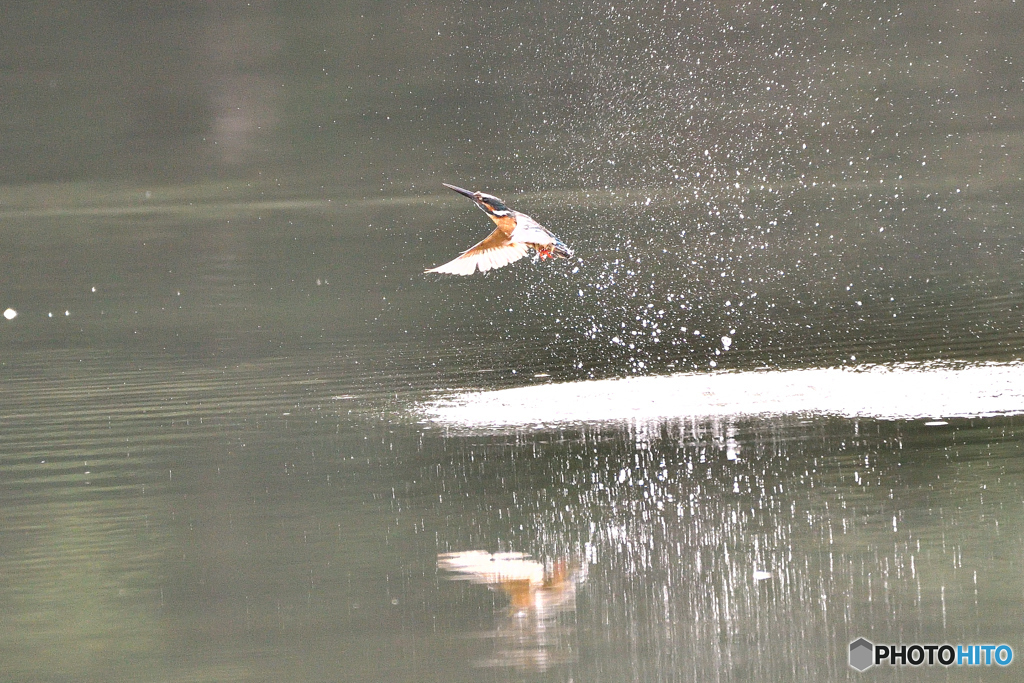 身近な鳥たち 31 カワセミ 10