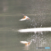 身近な鳥たち 31 カワセミ 10