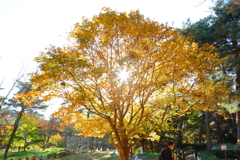 里にも紅葉＠国営武蔵丘陵森林公園 太陽の光が透過して