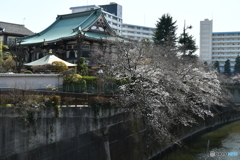 石神井川の桜