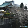 石神井川の桜