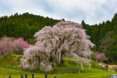 本郷の瀧桜