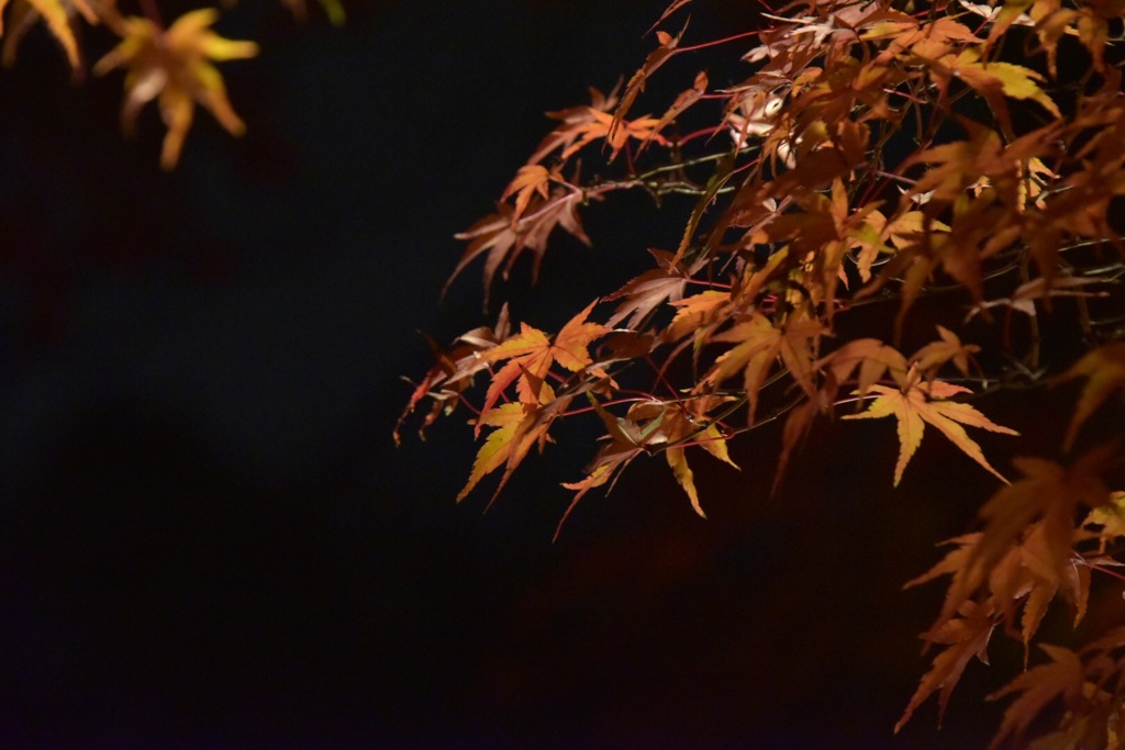 紅葉