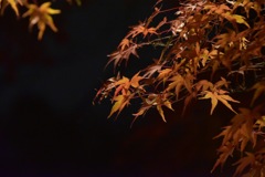 紅葉