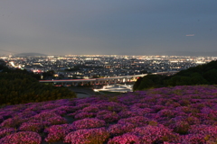 芝桜と夜景