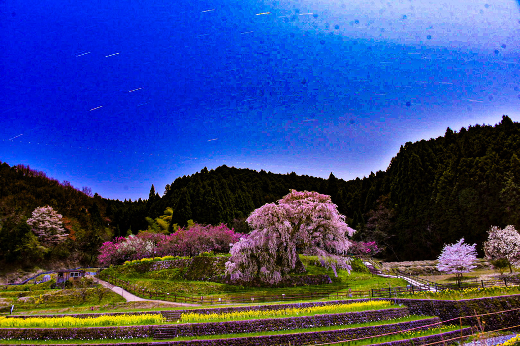 又兵衛桜