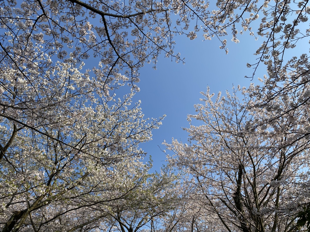 桜