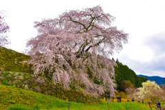 又兵衛桜