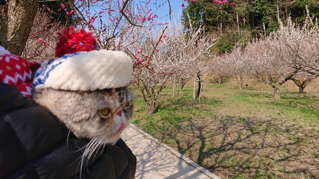 Sachi with Sakura