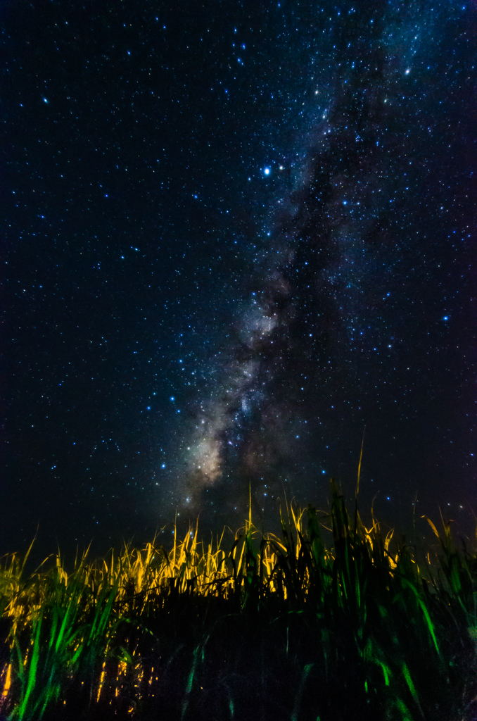 サトウキビ畑の夜空