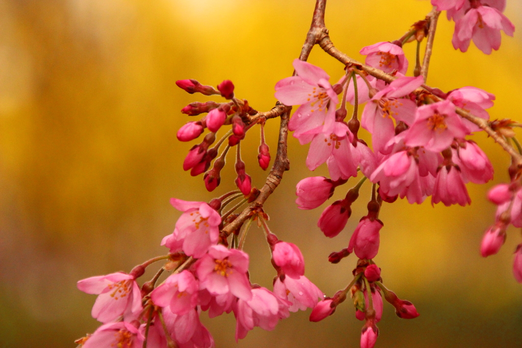 桜ごこち。